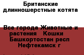 Британские длинношерстные котята - Все города Животные и растения » Кошки   . Башкортостан респ.,Нефтекамск г.